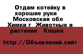 Отдам котейку в хорошие руки:3 - Московская обл., Химки г. Животные и растения » Кошки   